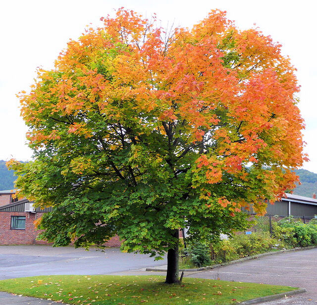 06072022 NORWAY MAPLE